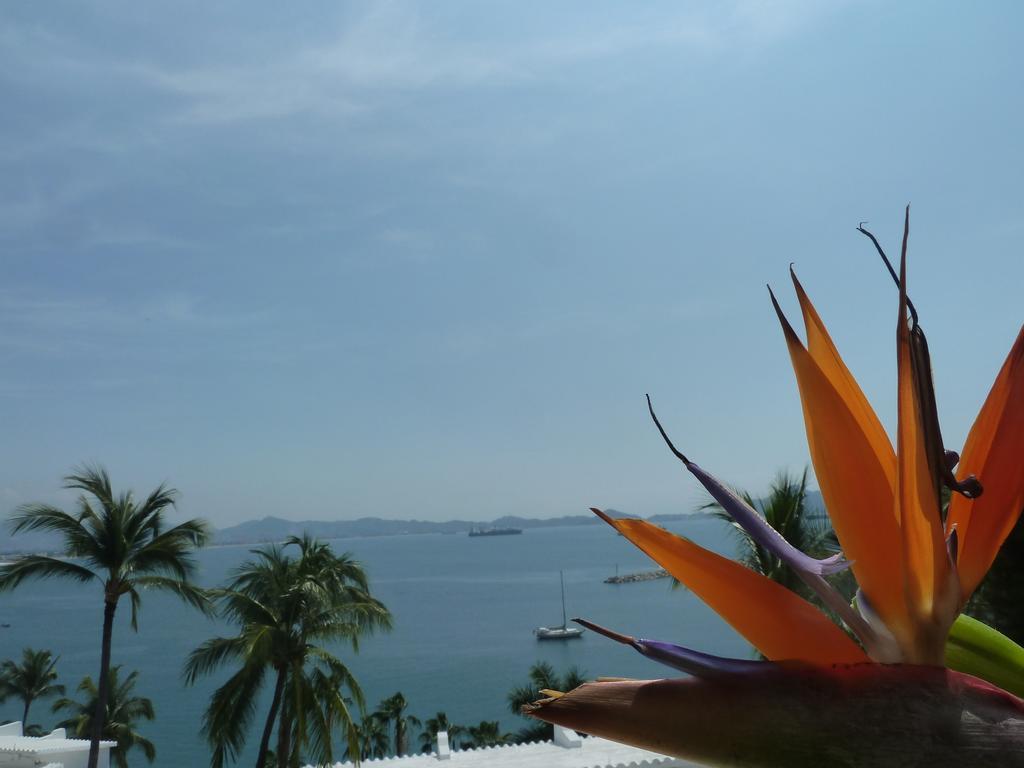 Dolphin Cove Inn Manzanillo Extérieur photo